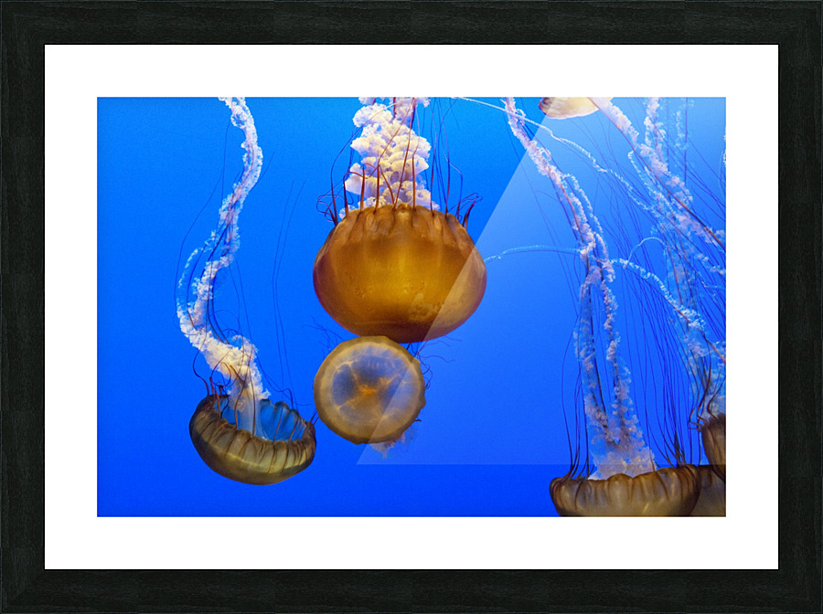 For displaying jellyfish 2 Picture Frame print