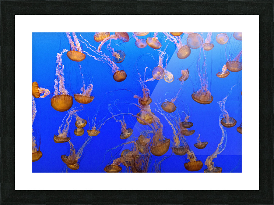 For displaying jellyfish Picture Frame print