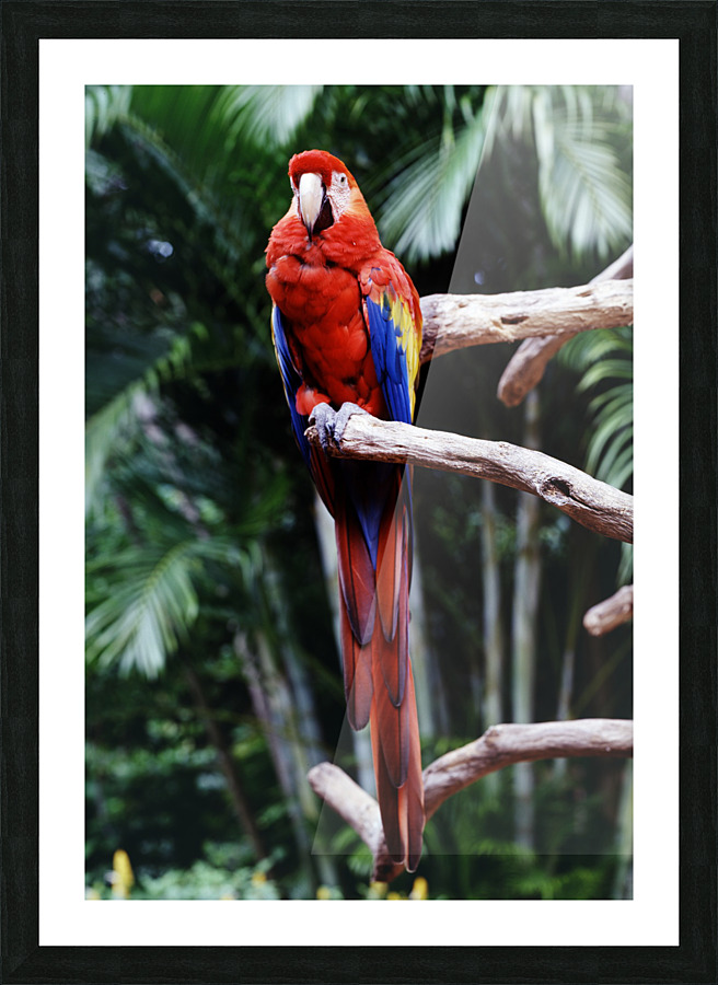 Parrot Jungle Picture Frame print