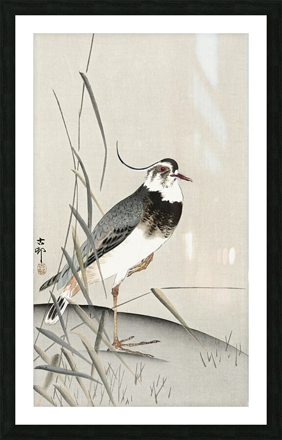 Lapwing and reed Picture Frame print