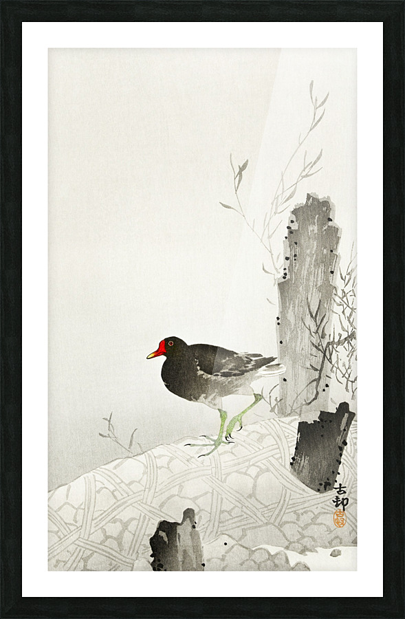 Moorhen2 Picture Frame print