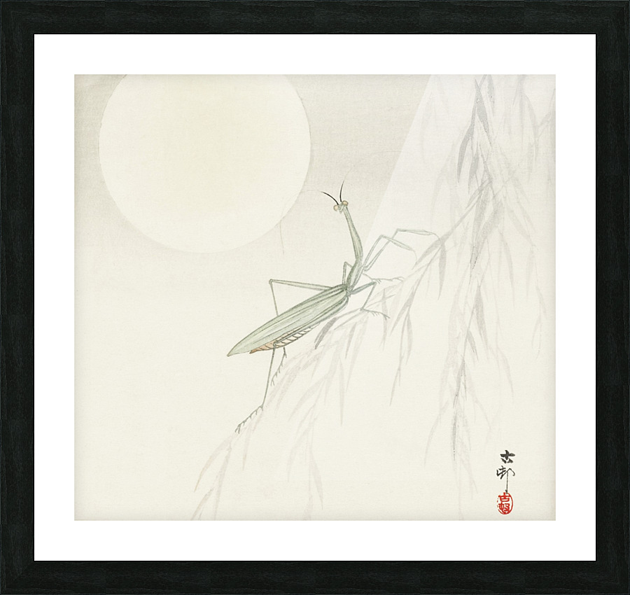 Praying mantis Picture Frame print