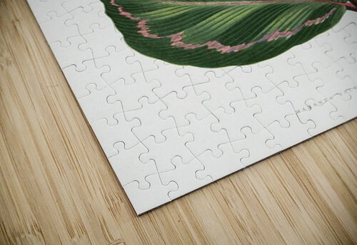 Maranta illustris Tony Tudor puzzle