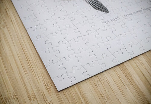 Sea Bass Tony Tudor puzzle