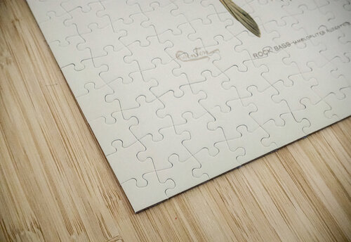 Rock Bass Tony Tudor puzzle
