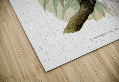 Leadbeaters Cockatoo Tony Tudor puzzle
