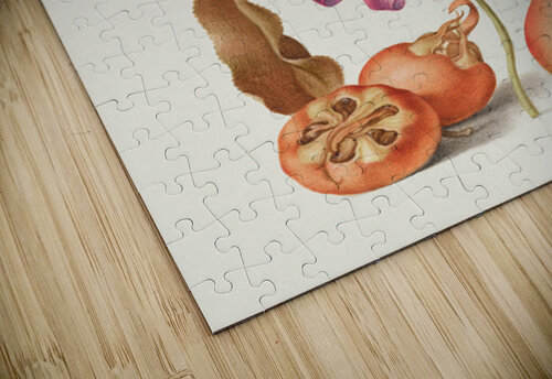 medieval manuscript Tony Tudor puzzle