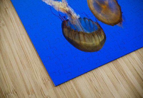 For displaying jellyfish 2 Tony Tudor puzzle