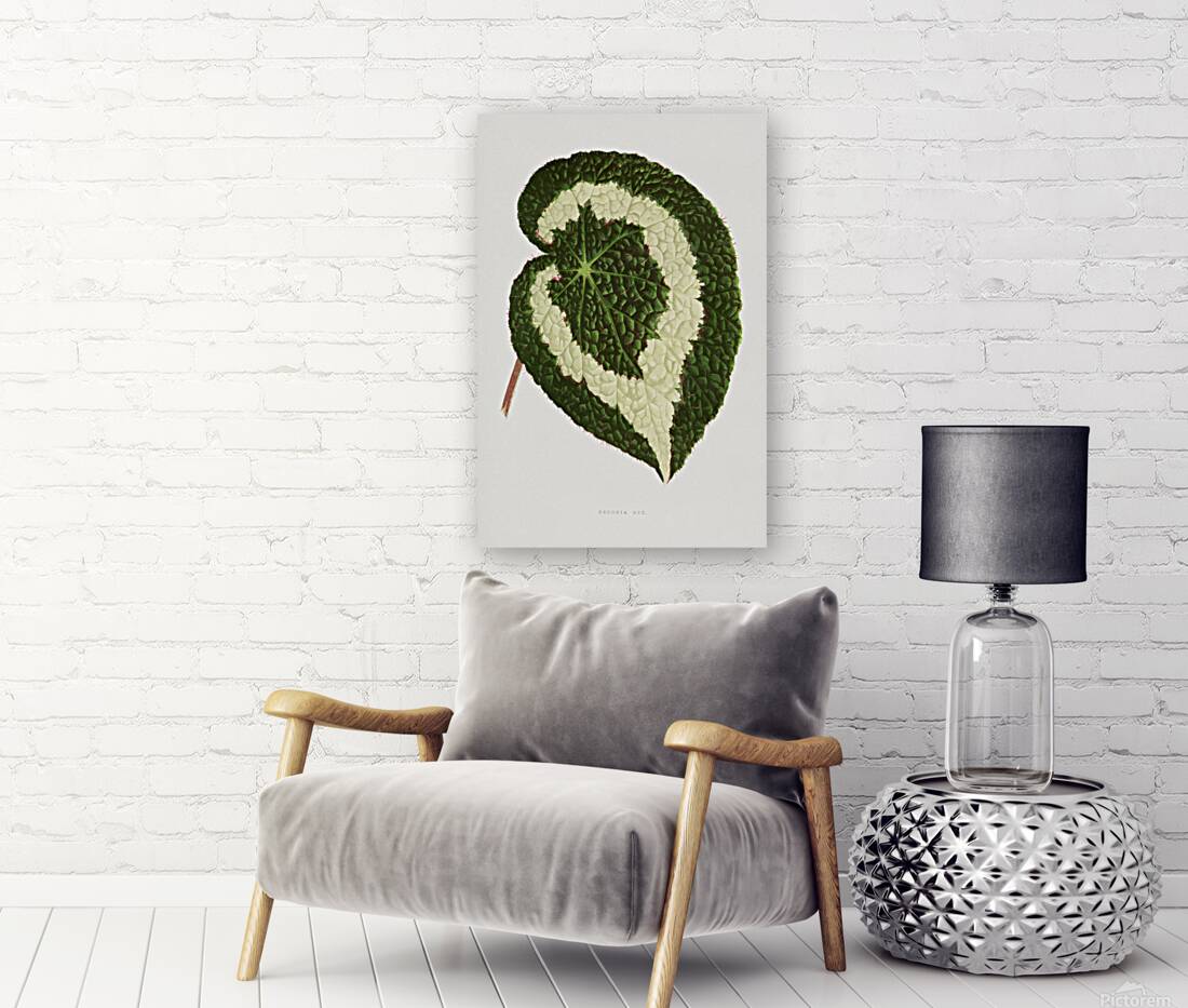 Begonia leaf illustration Reproduction