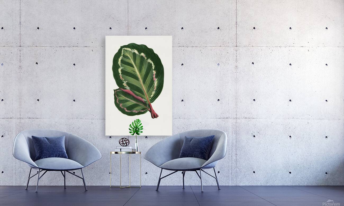 Maranta illustris Reproduction