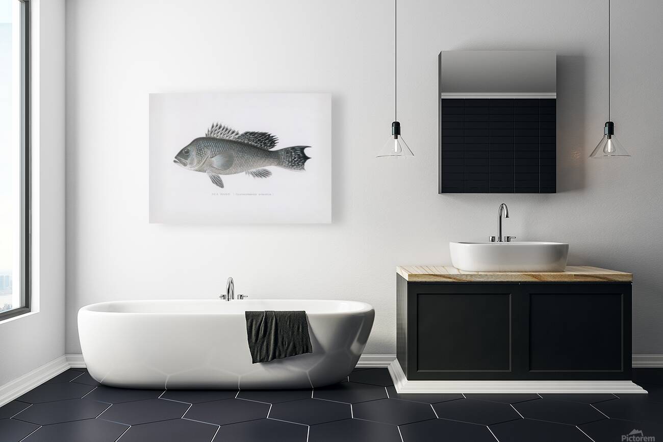 Sea Bass Reproduction