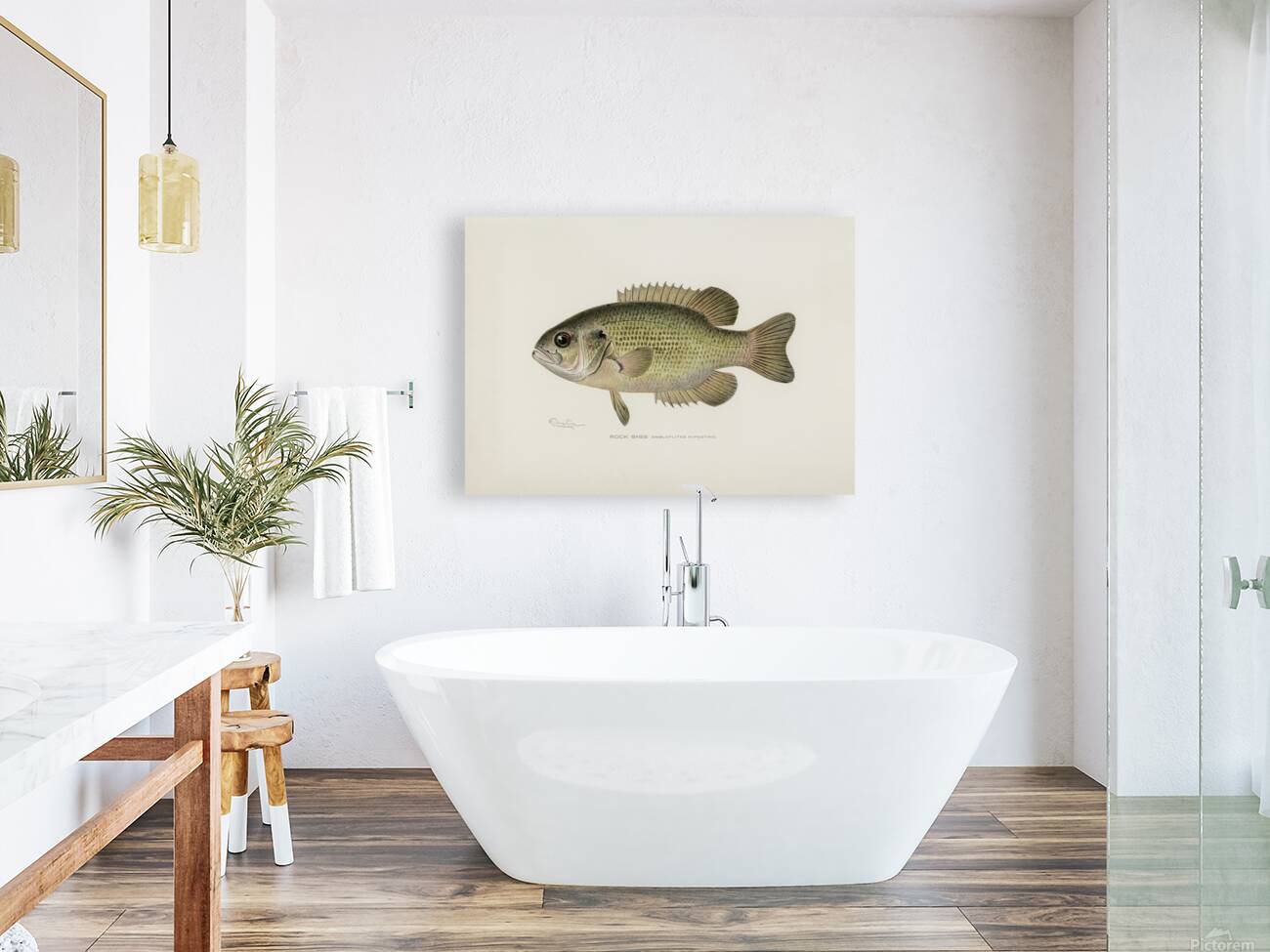 Rock Bass Reproduction