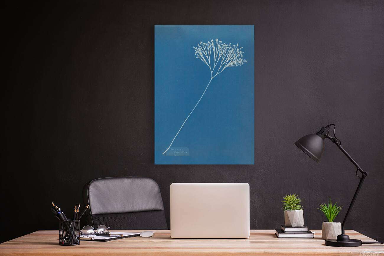 Ceylon Fern Reproduction