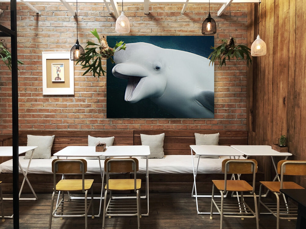 Baluga Whales Reproduction