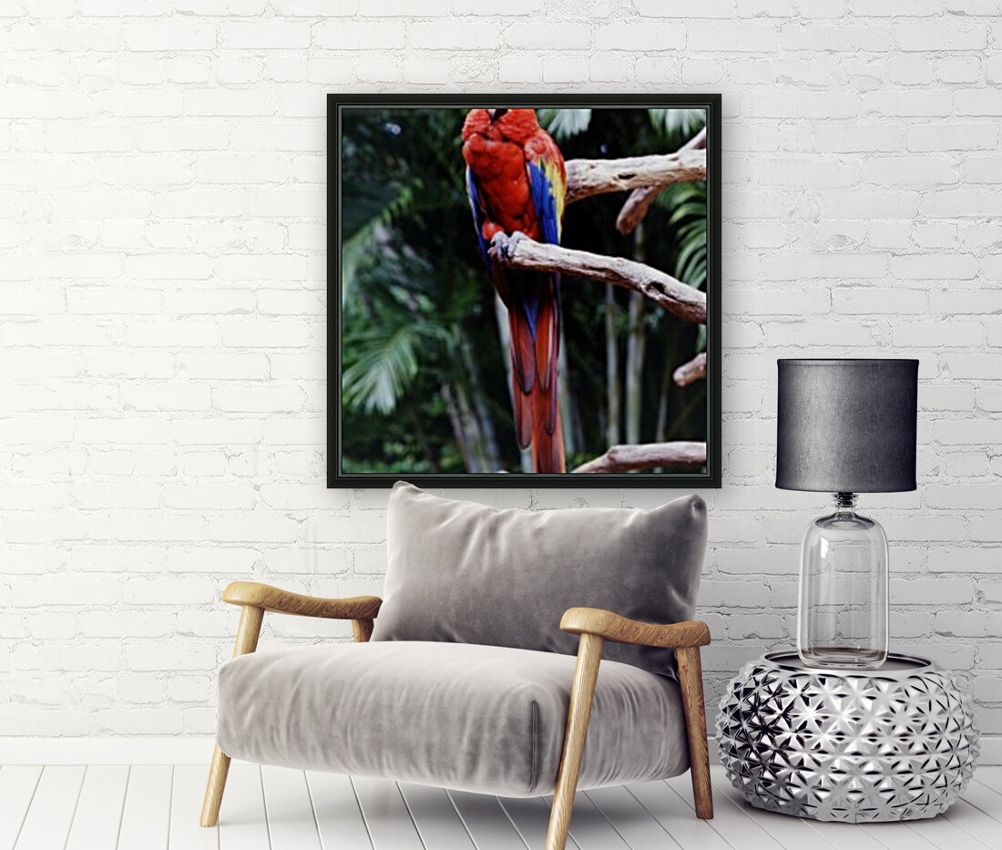 Parrot Jungle Reproduction