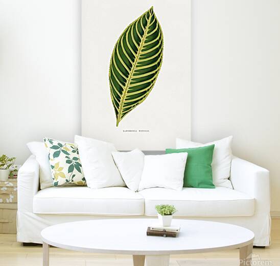 Sanchezia Nobilis leaf illustration by Tony Tudor