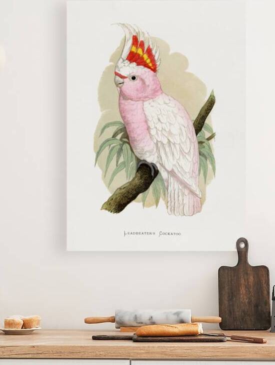 Leadbeaters Cockatoo Reproduction