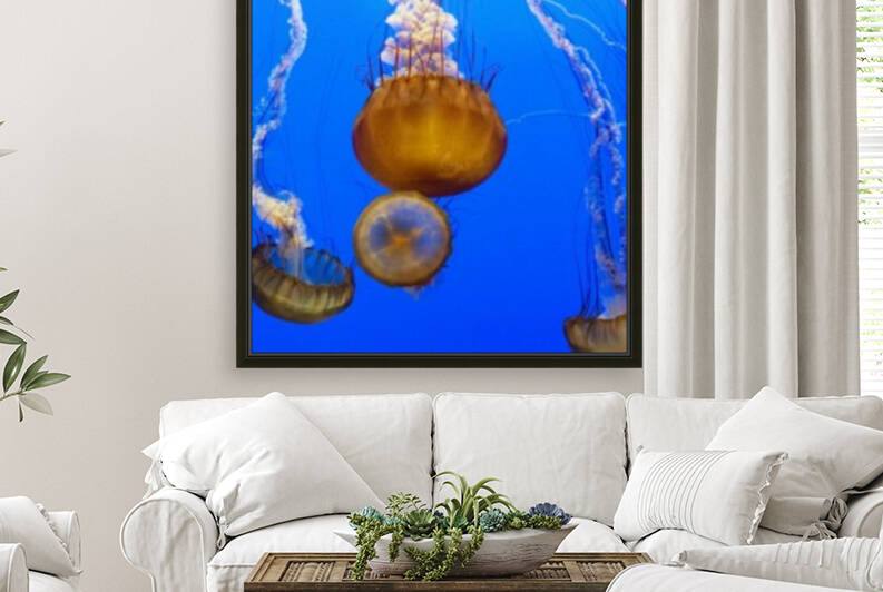 For displaying jellyfish 2 Reproduction