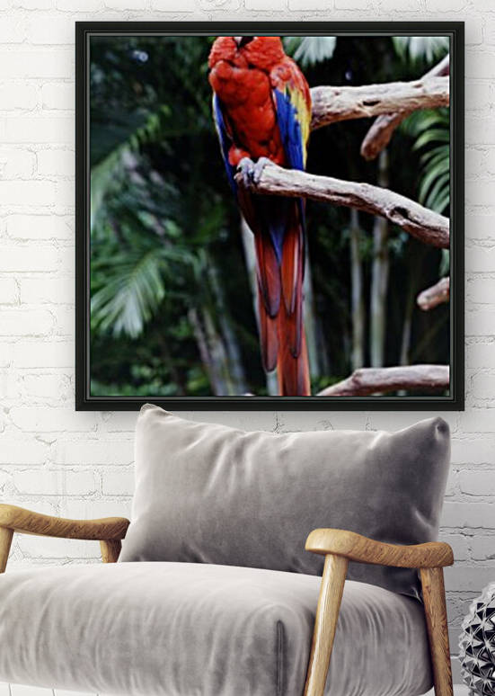 Parrot Jungle Reproduction