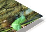 ivy on tree HD Metal print