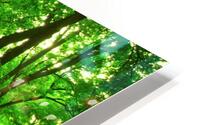 green forest HD Metal print