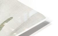 Frog on lotus leaf HD Metal print