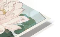 Water Lily HD Metal print