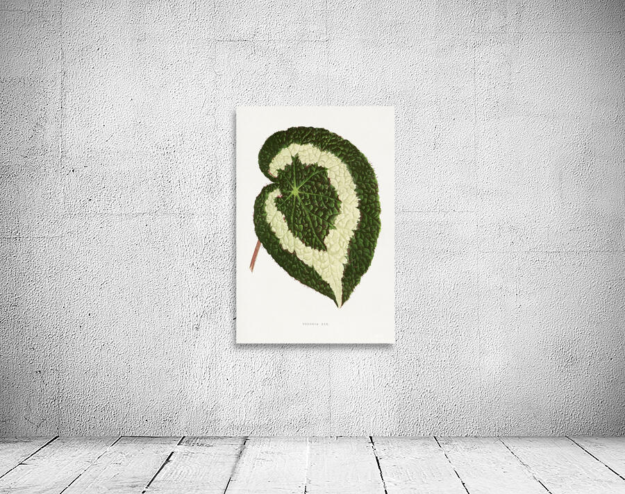 Begonia leaf illustration Wall Preview
