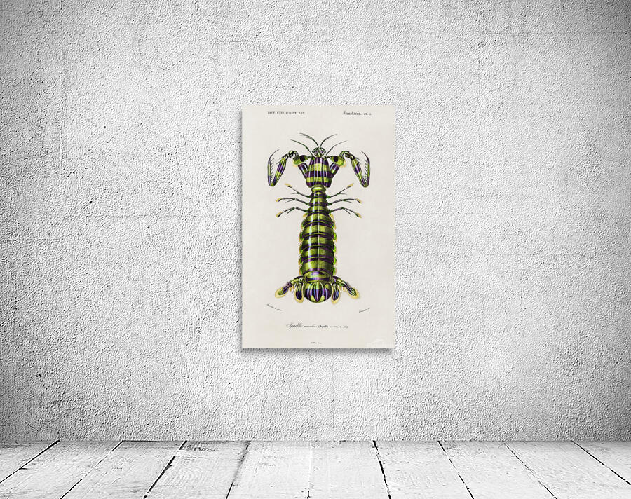 Giant mantis shrimp Wall Preview