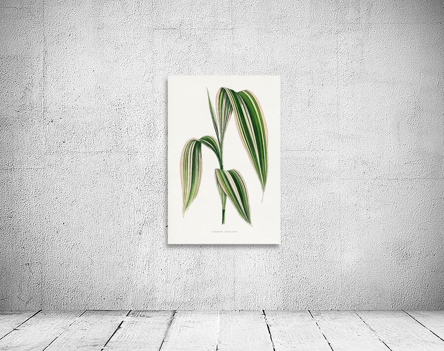 Panicum Plicatum leaf illustration Wall Preview