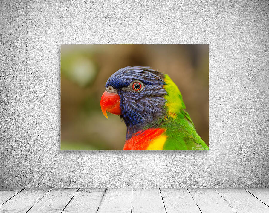 rainbow lorikeet Wall Preview