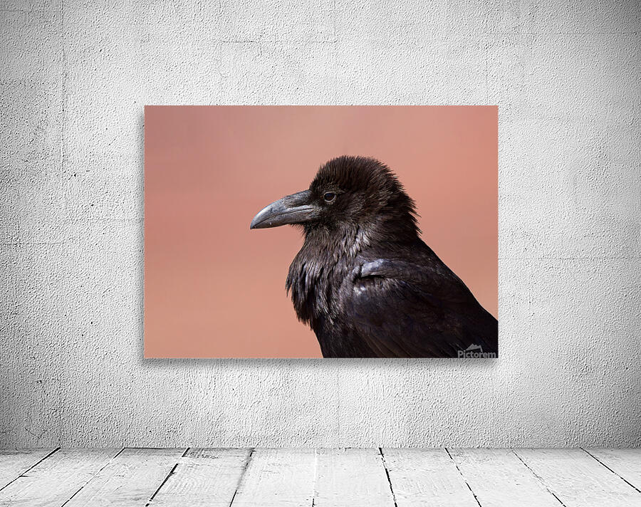 Common Raven Wall Preview