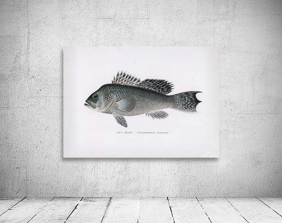 Sea Bass Wall Preview