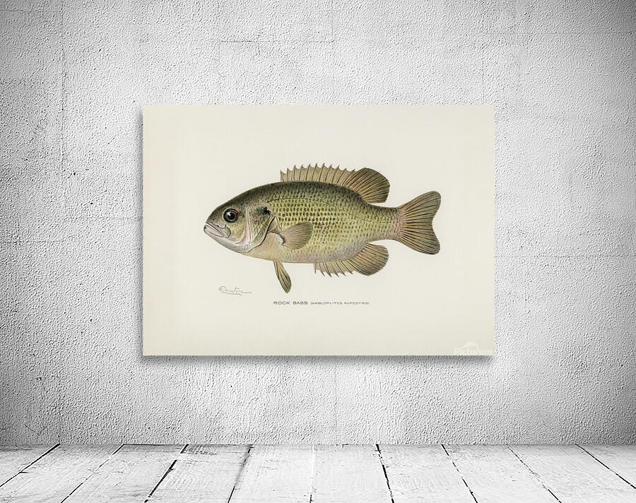 Rock Bass Wall Preview