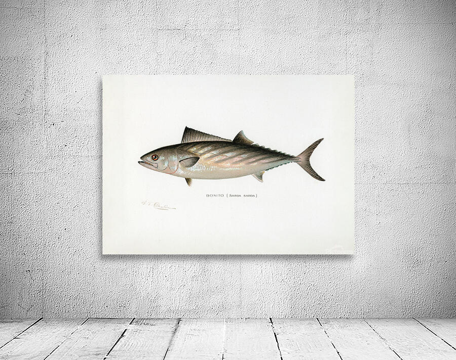 Atlantic bonito Wall Preview