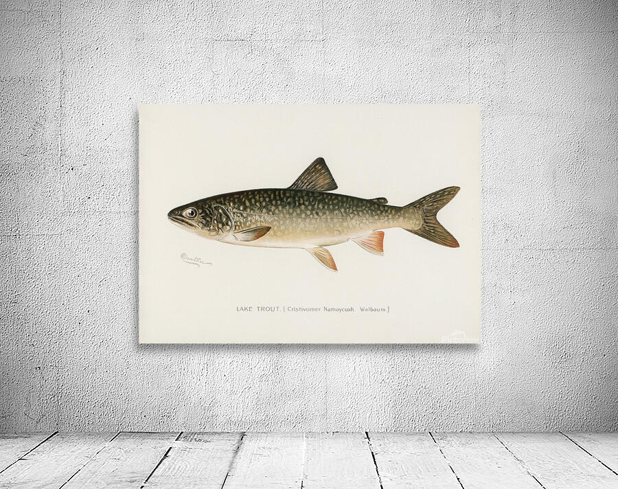 Lake Trout Wall Preview