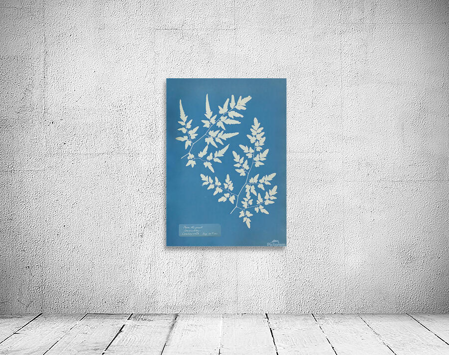 Aspidium obtusium Wall Preview