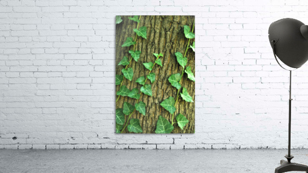 ivy on tree Wall Preview