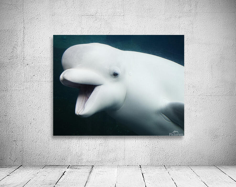 Baluga Whales Wall Preview