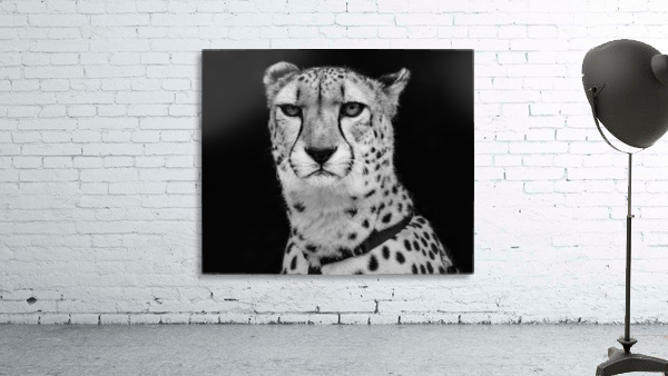 Cheetah 2 Wall Preview