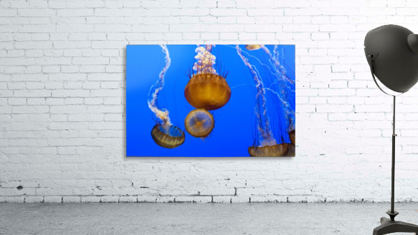 For displaying jellyfish 2 Wall Preview