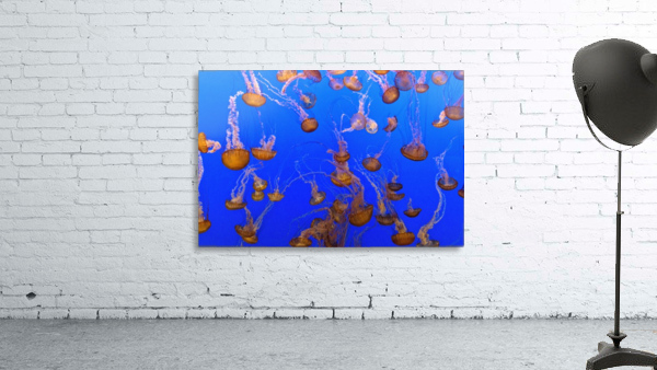 For displaying jellyfish Wall Preview