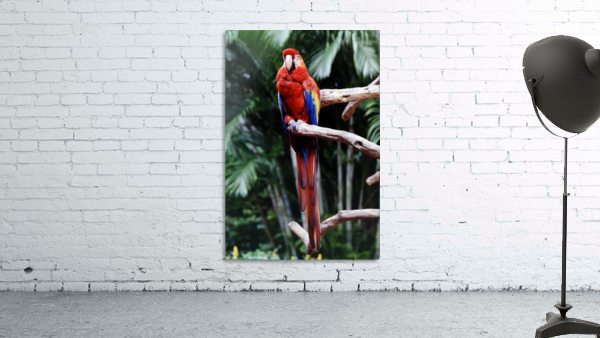Parrot Jungle Wall Preview