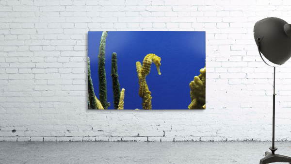 Seahorse Wall Preview
