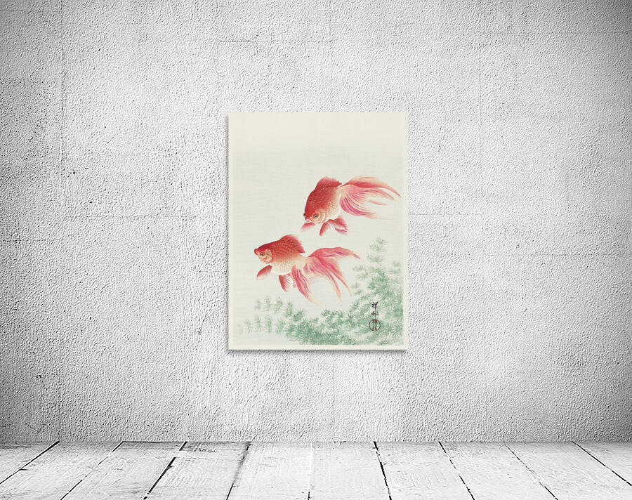 Two veil goldfish Wall Preview