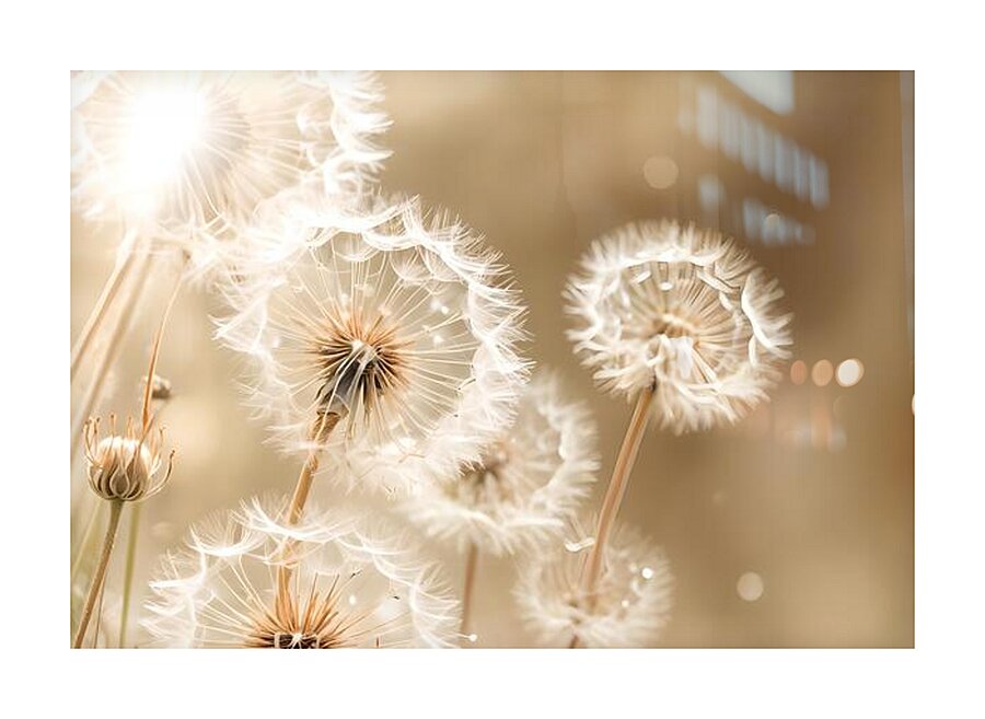 Dandelion Stillness Picture Frame print