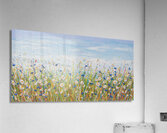 Cornflower Daisy Field  Acrylic Print