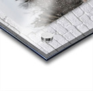 Snow Dancer Acrylic print