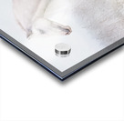 Winters Whisper Acrylic print