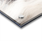 A Quiet Gaze Acrylic print